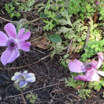 Anemone coronaria Single