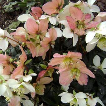 Kerstroos - Helleborus niger 'Christmas Carol