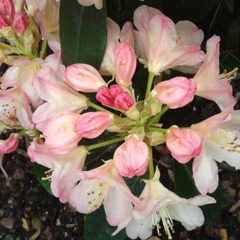 Rhododendron 'Percy Wiseman'