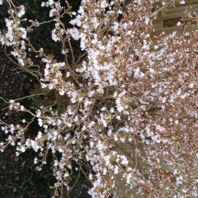 Chinese dwergsierkers - Prunus incisa 'Kojou-no-mai'