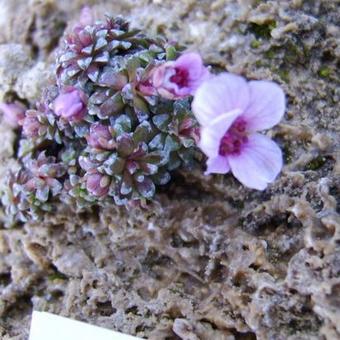 Saxifraga x polulacina 'Cathy Read'