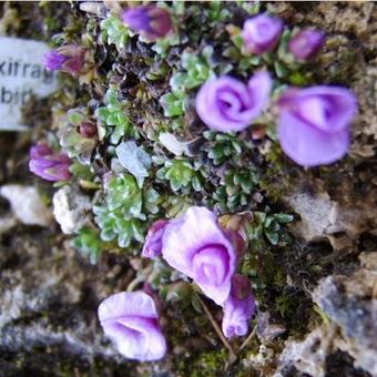 Saxifraga 'Exhibit'