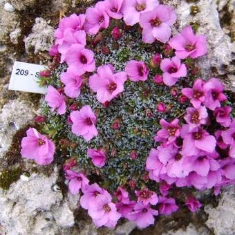 Saxifraga x poluanglica 'Frank Sinatra'