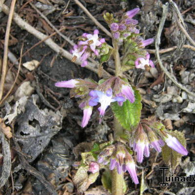 Oriëntaals komkommerkruid - Trachystemon orientalis