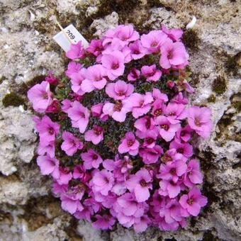 Saxifraga x poluanglica 'Frank Sinatra'