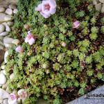 Saxifraga 'Allendale Dream' - Steenbreek