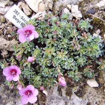 Saxifraga 'Beryl Bland'