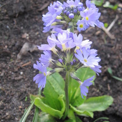 Sleutelbloem - Primula denticulata var. cachemiriana