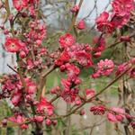 Prunus persica 'Melred' - Perzikboom, sierperzik