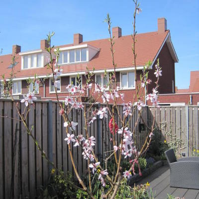 Amandelboom, Zoete amandel - Prunus dulcis