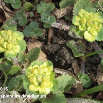 Chrysosplenium davidianum