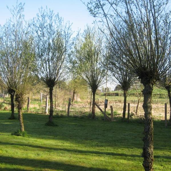 Wilg / Knotwilg / Schietwilg - Salix alba | Haagplanten | Planten online | Tuinadvies