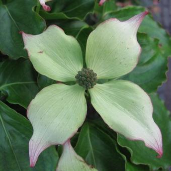 Cornus kousa var. chinensis