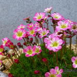 Saxifraga x arendsii ‘Roter Knirps’ - Steenbreek