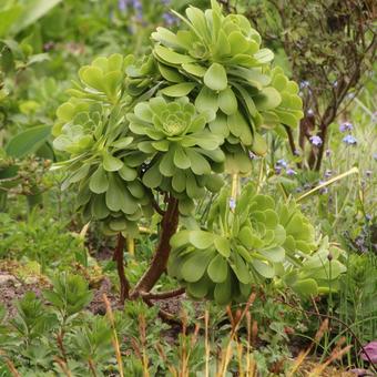 ga verder Pakistan bewonderen Vetplant - Aeonium arboreum