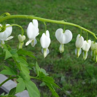 Lamprocapnos spectabilis 'Alba'