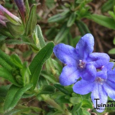 Parelzaad/Steenzaad - Lithodora diffusa 'Heavenly Blue'