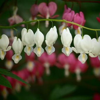 Lamprocapnos spectabilis 'Alba'