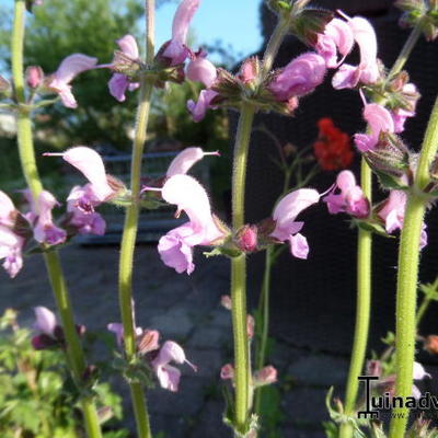 Veldsalie - Salvia pratensis 'Eveline'