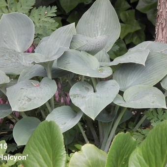 Hosta 'Halcyon'