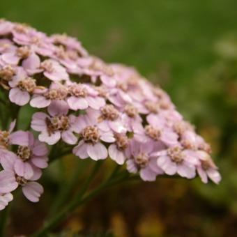 Achillea millefolium 'Lilac Beauty'