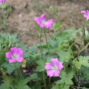 Geranium x oxonianum  'JS Anne-Marie'