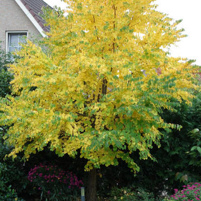 Katsuraboom, judasboom, koekenboom, hartjesboom - Cercidiphyllum japonicum