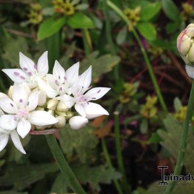 Sierui, Sierlook - Allium amplectens 'Graceful Beauty'