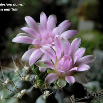 Gymnocalycium damsii