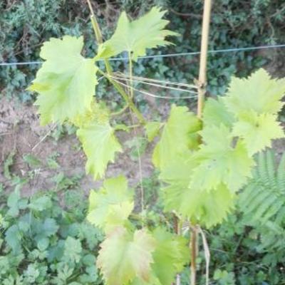 Druif - Vitis vinifera 'Nero'