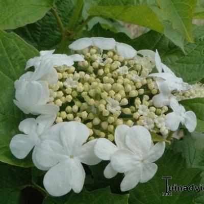 Viburnum opulus - Gelderse roos