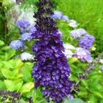 Buddleja 'SUMMER KIDS' - Vlinderstruik, dwergvlinderstruik