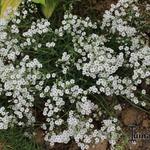 Gypsophila repens 'White Angel' - Kruipend gipskruid