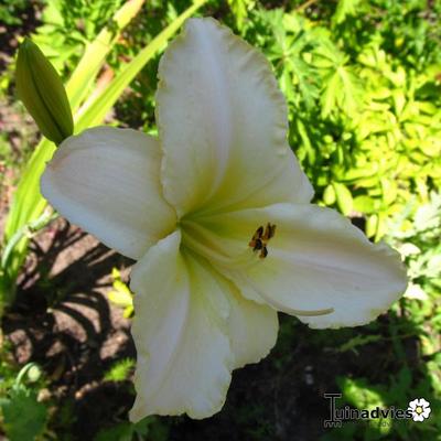 Daglelie - Hemerocallis 'Gentle Shepherd'