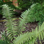 Dryopteris cycadina - Olifantenslurfvaren