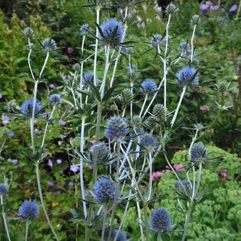 Eryngium x  tripartitum