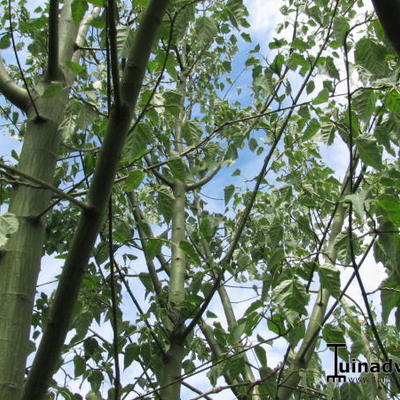 Slangenhuidesdoorn - Acer davidii