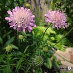 Scabiosa columbaria nana 'Pincushion Pink' - Duifkruid, schurftkruid