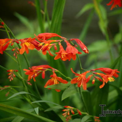 Montbretia - Crocosmia x crocosmiiflora 'Carmin Brillant'