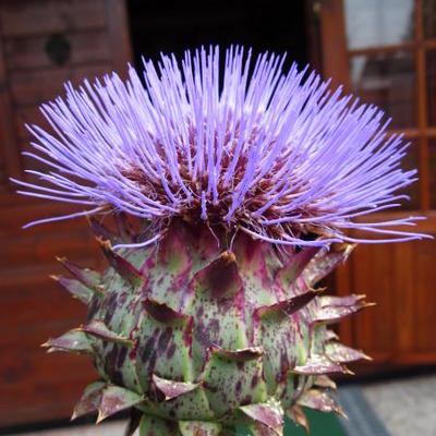 Artisjok - Cynara scolymus 'Cardy'