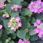 Hydrangea macrophylla 'Taube' - Hortensia