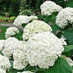 Hydrangea macrophylla 'Caline' - Hortensia