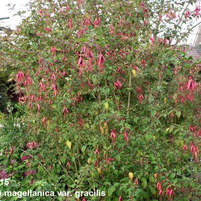 Bellenplant - Fuchsia magellanica var. gracilis