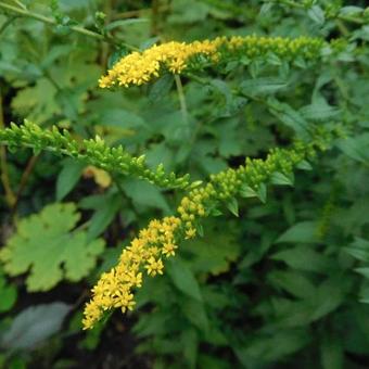 Solidago sphacelata 'Golden Fleece'