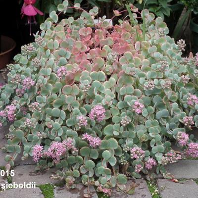 Sedum sieboldii