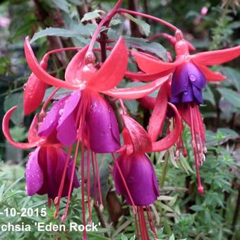 Fuchsia 'Eden Rock'