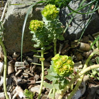 Euphorbia myrsinites