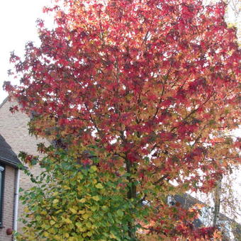 Liquidambar styraciflua 'Worplesdon'