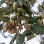 Kurkeik - Quercus suber