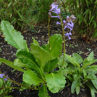 Wulfenia x schwarzii